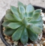 Ешеверия Мебина (Echeveria Mebina)