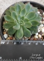 Ешеверия Мебина (Echeveria Mebina)