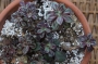 Ешеверия нодулоза (Echeveria nodulosa)