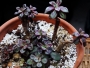 Ешеверия нодулоза (Echeveria nodulosa)