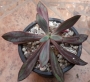 Ешеверия нодулоза (Echeveria nodulosa)