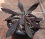 Ешеверия нодулоза (Echeveria nodulosa)