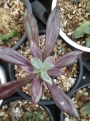 Ешеверия нодулоза (Echeveria nodulosa)