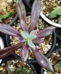 Ешеверия нодулоза (Echeveria nodulosa)
