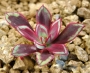 Ешеверия нодулоза (Echeveria nodulosa)