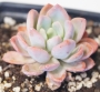 Ешеверия пахиверия (Echeveria Pachyveria sp)