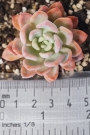 Ешеверия пахиверия (Echeveria Pachyveria sp)