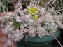 Ешеверия пролифера (Echeveria prolifera)