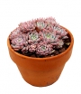Ешеверия пролифера (Echeveria prolifera)