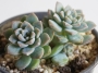 Ешеверия пролифера (Echeveria prolifera)
