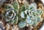 Ешеверия пролифера (Echeveria prolifera)
