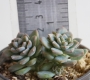 Ешеверия пролифера (Echeveria prolifera)
