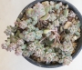 Ешеверия пролифера (Echeveria prolifera)