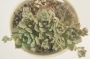 Ешеверия пролифера (Echeveria prolifera)