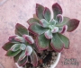 Ешеверия пулвината Руби (Echeveria pulvinata Ruby)