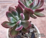 Ешеверия пулвината Руби (Echeveria pulvinata Ruby)
