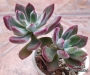 Ешеверия пулвината Руби (Echeveria pulvinata Ruby)