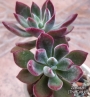 Ешеверия пулвината Руби (Echeveria pulvinata Ruby)