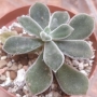 Ешеверия пулвината Руби (Echeveria pulvinata Ruby)