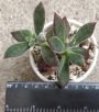 Ешеверия пулвината Руби (Echeveria pulvinata Ruby)