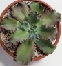 Ешеверия Сини къдрици (Echeveria x Blue Curls)