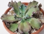 Ешеверия Сини къдрици (Echeveria x Blue Curls)