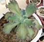 Ешеверия Сини къдрици (Echeveria x Blue Curls)