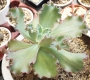 Ешеверия Сини къдрици (Echeveria x Blue Curls)