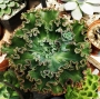 Ешеверия Сини къдрици (Echeveria x Blue Curls)