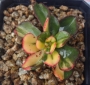Ешеверия спектабилис (Echeveria spectabilis 스펙타빌리스금=구미무금)