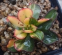 Ешеверия спектабилис (Echeveria spectabilis 스펙타빌리스금=구미무금)