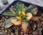 Ешеверия спектабилис (Echeveria spectabilis 스펙타빌리스금=구미무금)