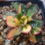 Ешеверия спектабилис (Echeveria spectabilis 스펙타빌리스금=구미무금)