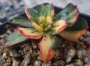 Ешеверия спектабилис (Echeveria spectabilis 스펙타빌리스금=구미무금)