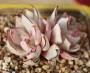 Ешеверия стриктифлора (Echeveria strictiflora v nova 스트릭트플로라2두)