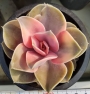 Ешеверия западна дъга (Echeveria west rainbow)
