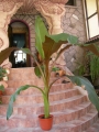 Етиопски червен банан Маурелий (Musa Ensete ventricosum Maurelii Red banana Abyssinian banana)