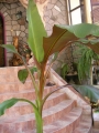 Етиопски червен банан Маурелий (Musa Ensete ventricosum Maurelii Red banana Abyssinian banana)