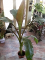 Етиопски червен банан Маурелий (Musa Ensete ventricosum Maurelii Red banana Abyssinian banana)