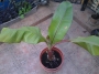 Етиопски червен банан Маурелий (Musa Ensete ventricosum Maurelii Red banana Abyssinian banana)