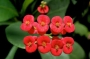Еуфорбиа, Христов венец, Исусовия венец (Euphorbia millii)