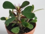 Еуфорбиа, Христов венец, Исусовия венец (Euphorbia millii)