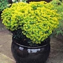 Еуфорбия (Euphorbia)
