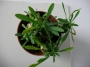 Еуфорбия (Euphorbia)