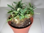 Еуфорбия (Euphorbia)