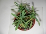 Еуфорбия (Euphorbia)