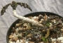 Еуфорбия, декарова млечка (Euphorbia decaryi)