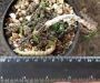 Еуфорбия, декарова млечка (Euphorbia decaryi)