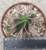 Еуфорбия (Euphorbia)