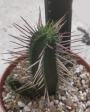 Еуфорбия (Euphorbia)